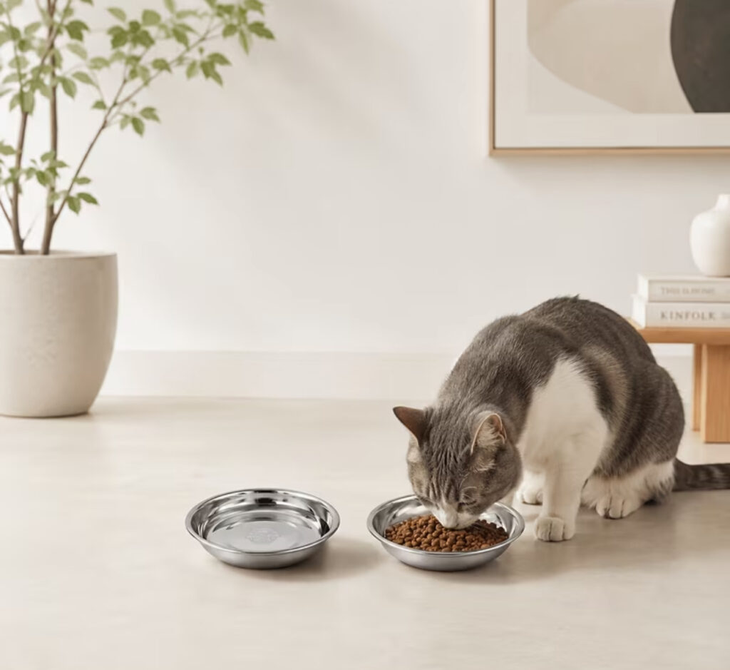 Stainless Steel Pet Feeding Bowls – Set of 2